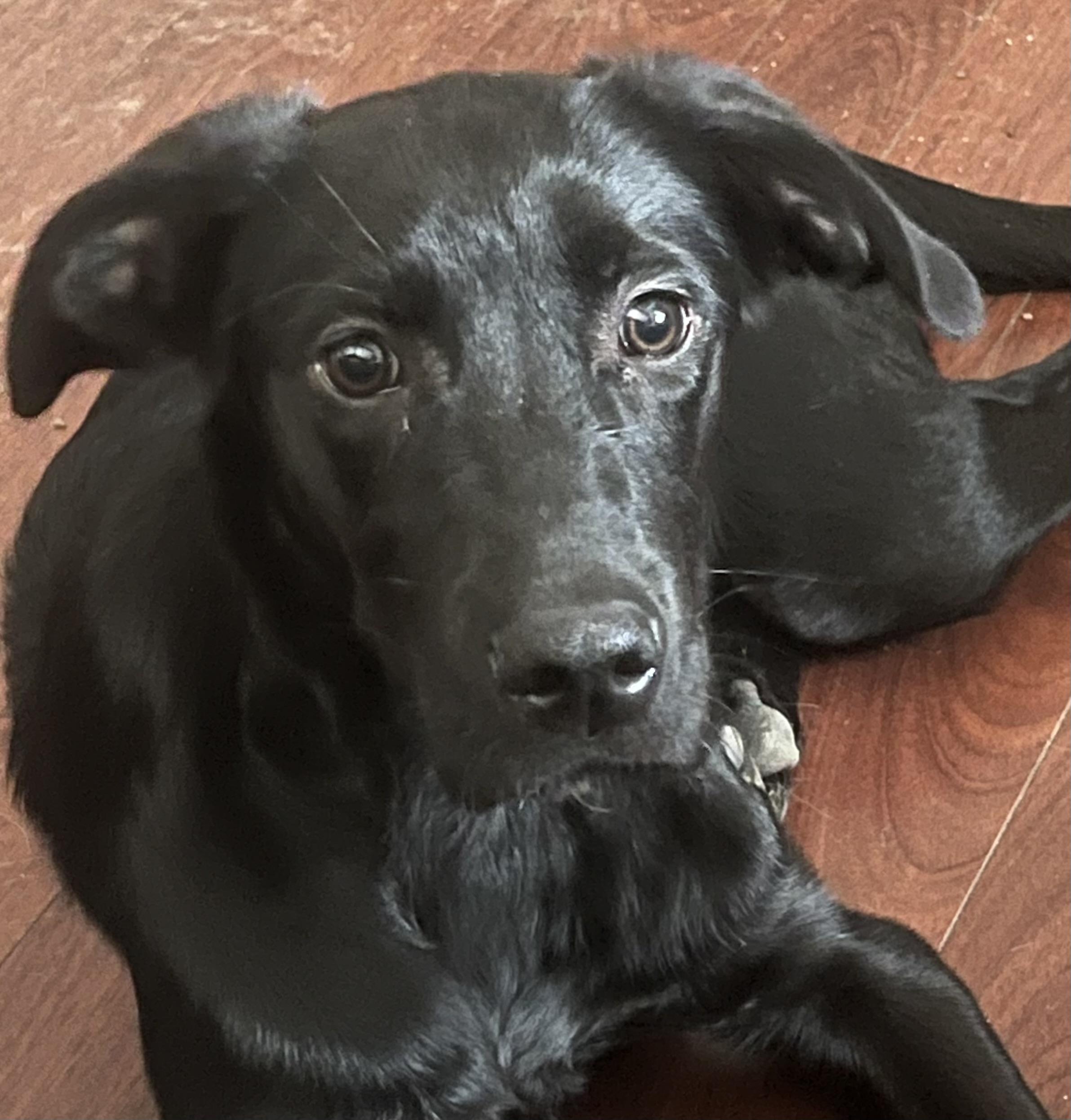 Enlarge Copper, a Adoptable mixed breed in Longmont, CO image 1/1