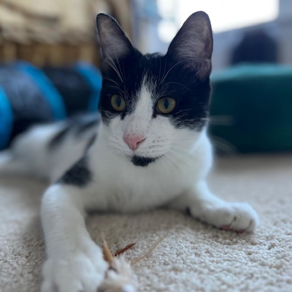 Oreo Cordero, Adoptable, Adult Male Domestic Short Hair.
