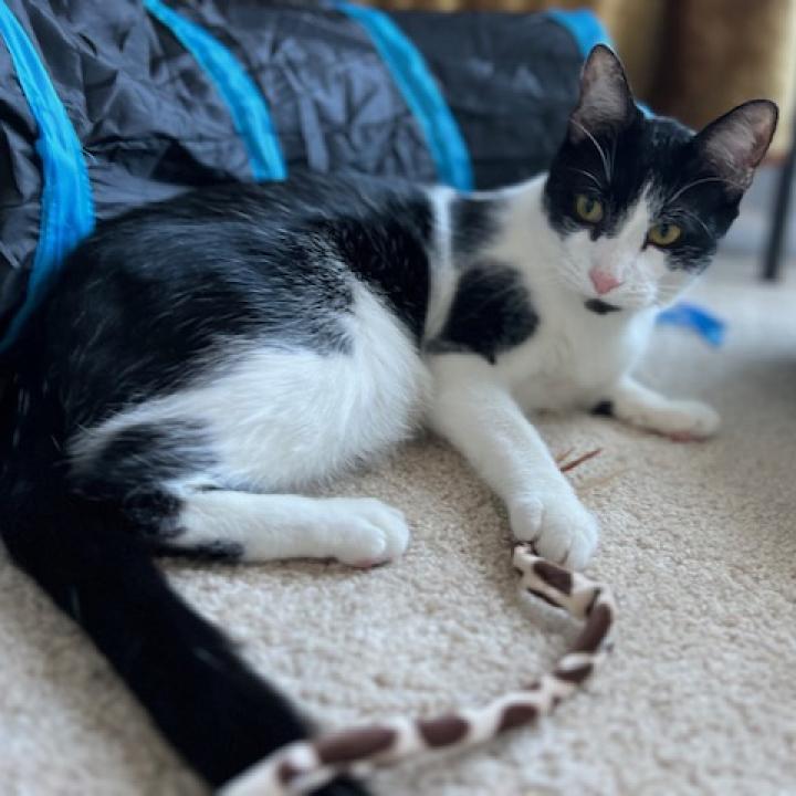 Enlarge Oreo Cordero, a Adoptable Domestic Short Hair in Merrifield, VA image 2/6