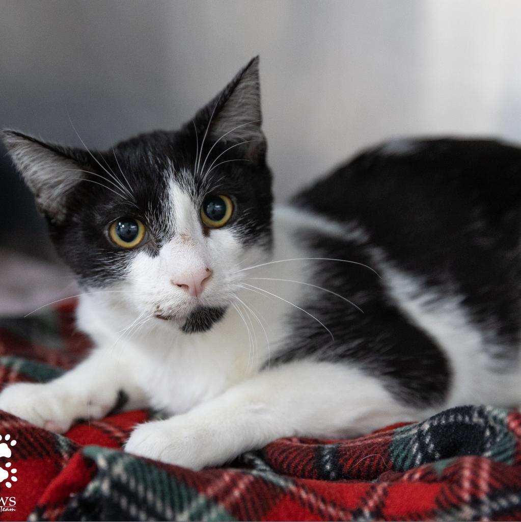 Enlarge Oreo Cordero, a Adoptable Domestic Short Hair in Merrifield, VA image 3/6