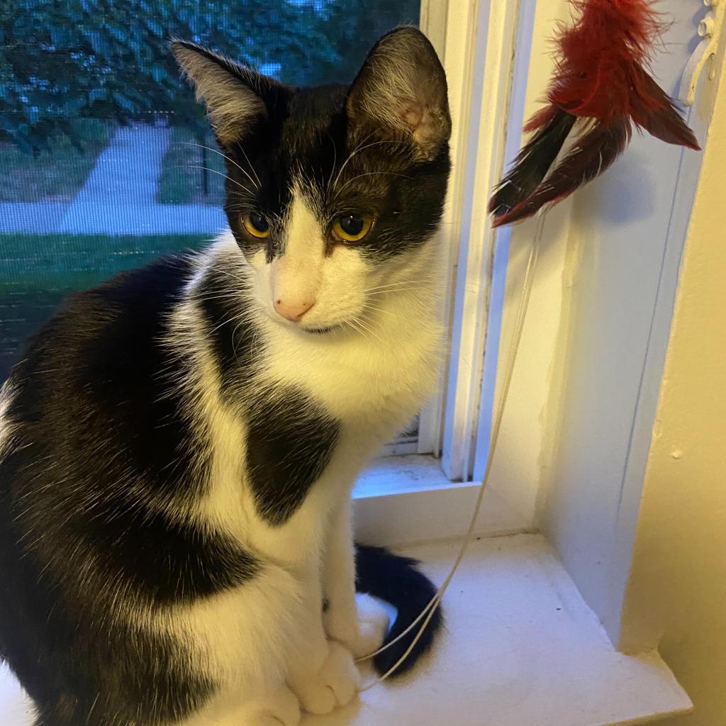 Enlarge Oreo Cordero, a Adoptable Domestic Short Hair in Merrifield, VA image 4/6