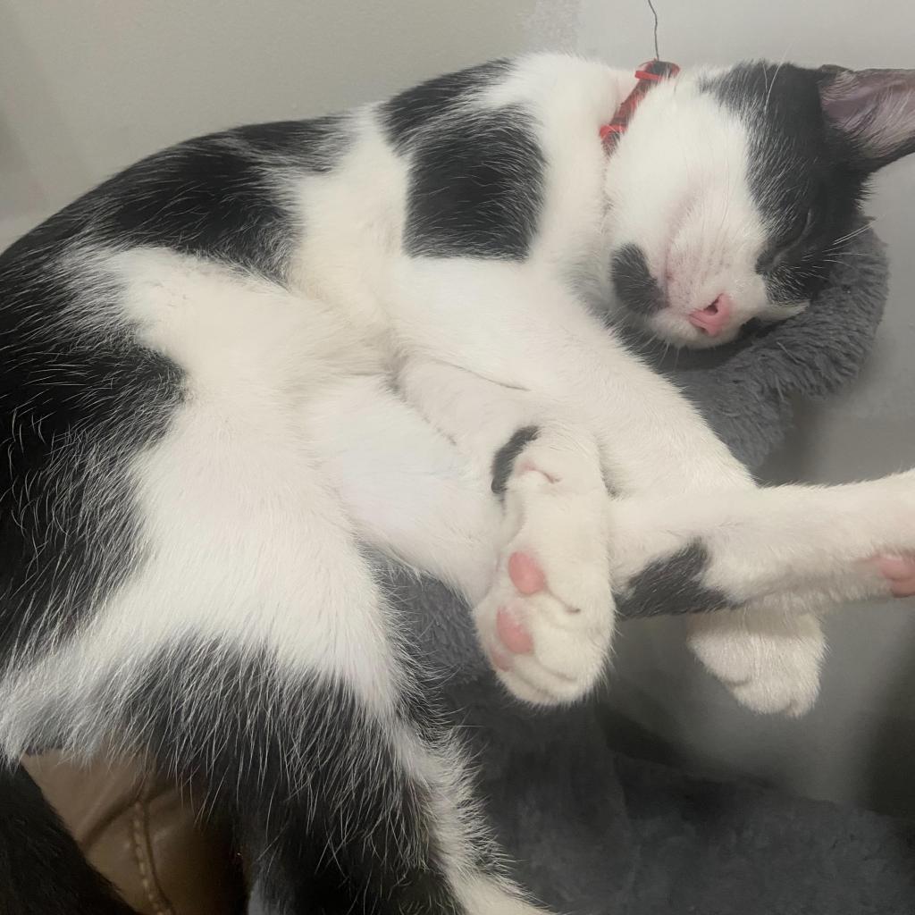 Enlarge Oreo Cordero, a Adoptable Domestic Short Hair in Merrifield, VA image 5/6