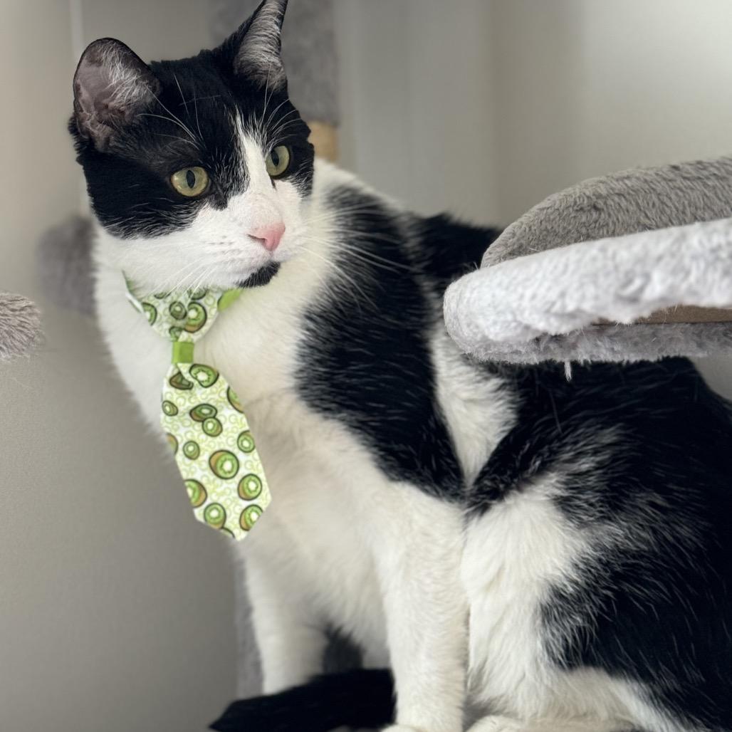 Enlarge Oreo Cordero, a Adoptable Domestic Short Hair in Merrifield, VA image 6/6