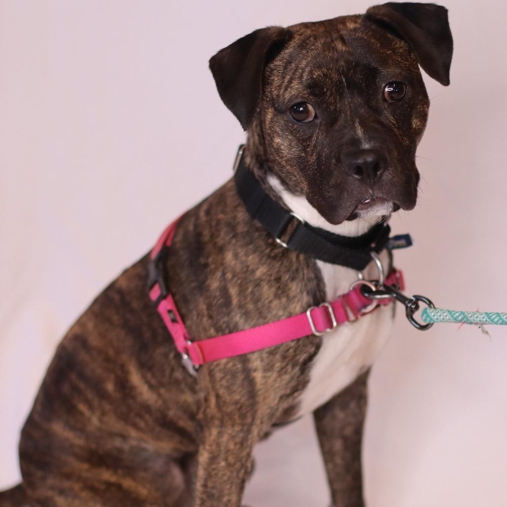 Zinna, Adoptable, Young Female Mixed Breed.