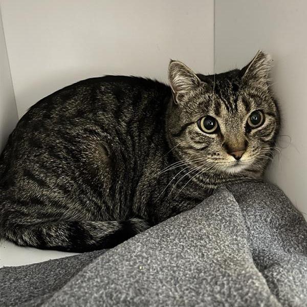 Tundra — thumbnail 2