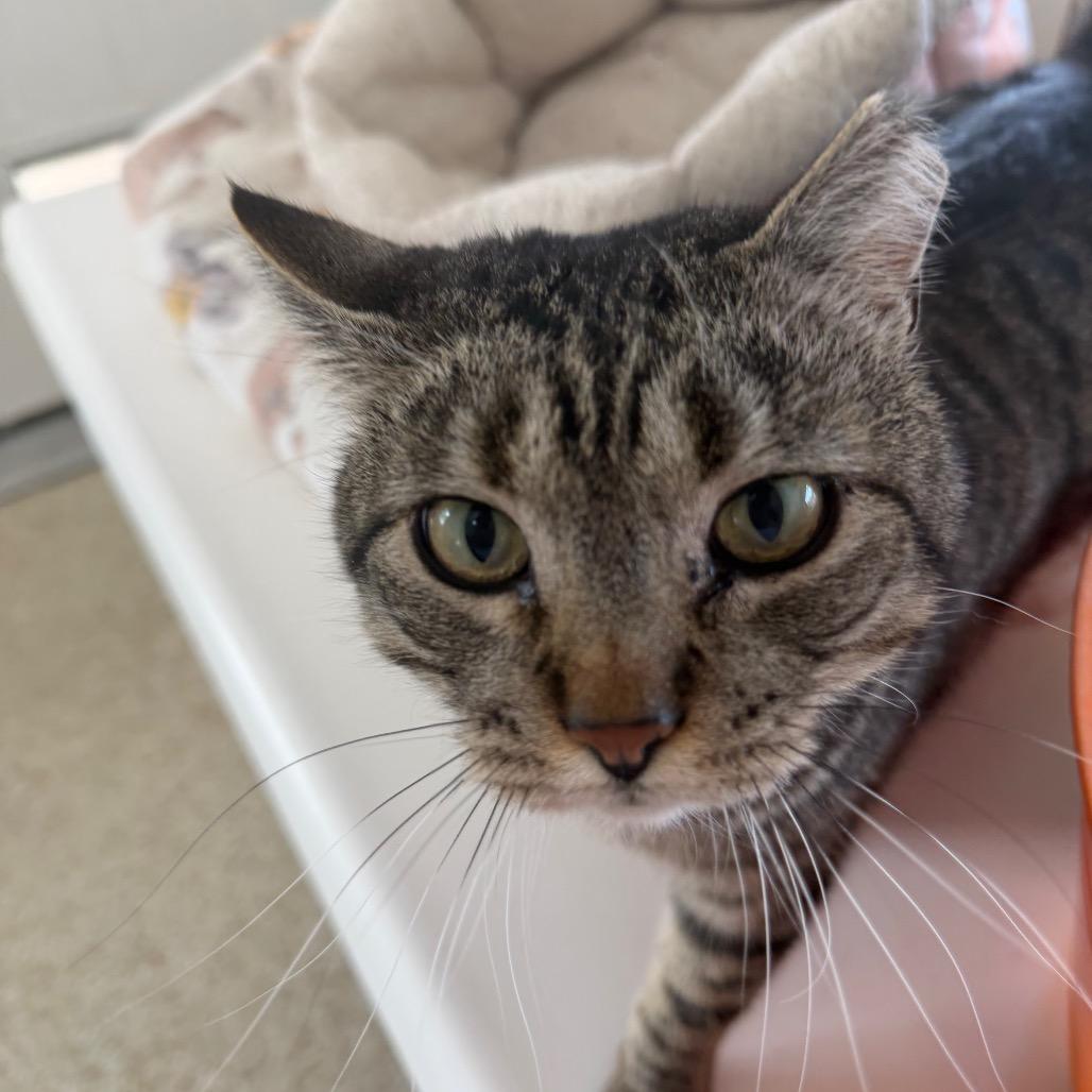 Tundra — thumbnail 3