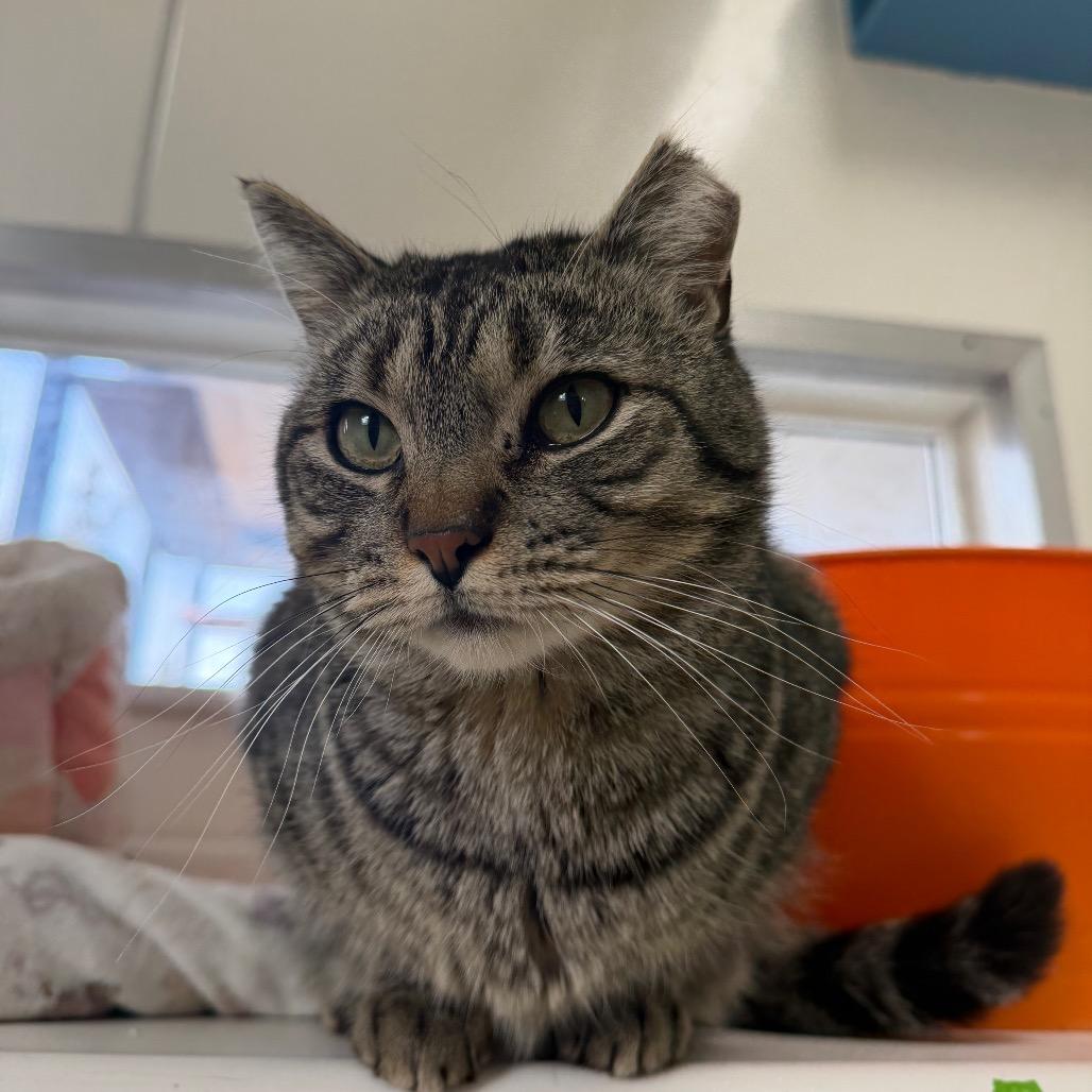 Tundra — thumbnail 5