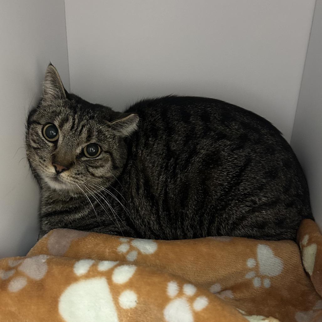 Tundra — thumbnail 6