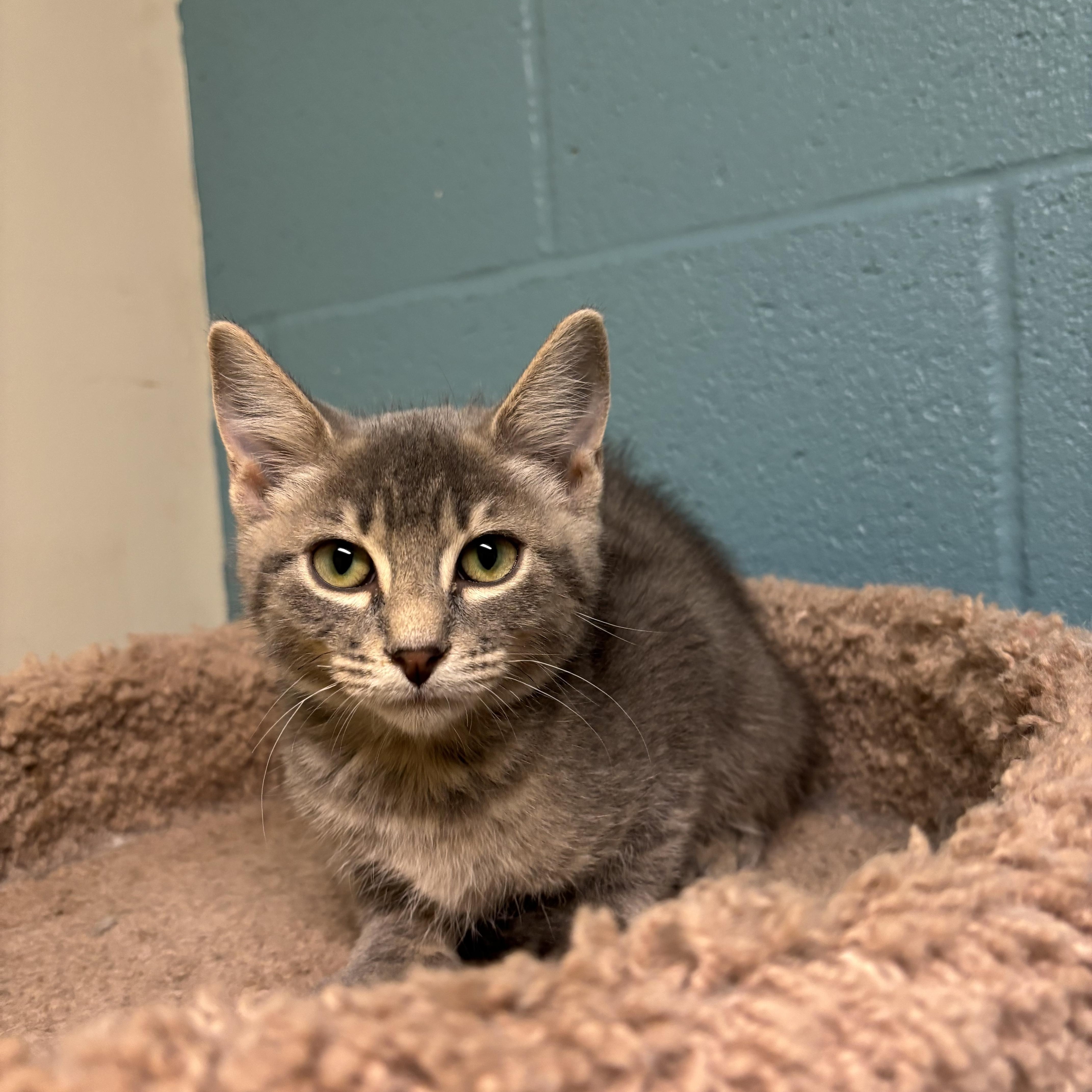 Smoke, Adoptable, Kitten Male Domestic Short Hair.