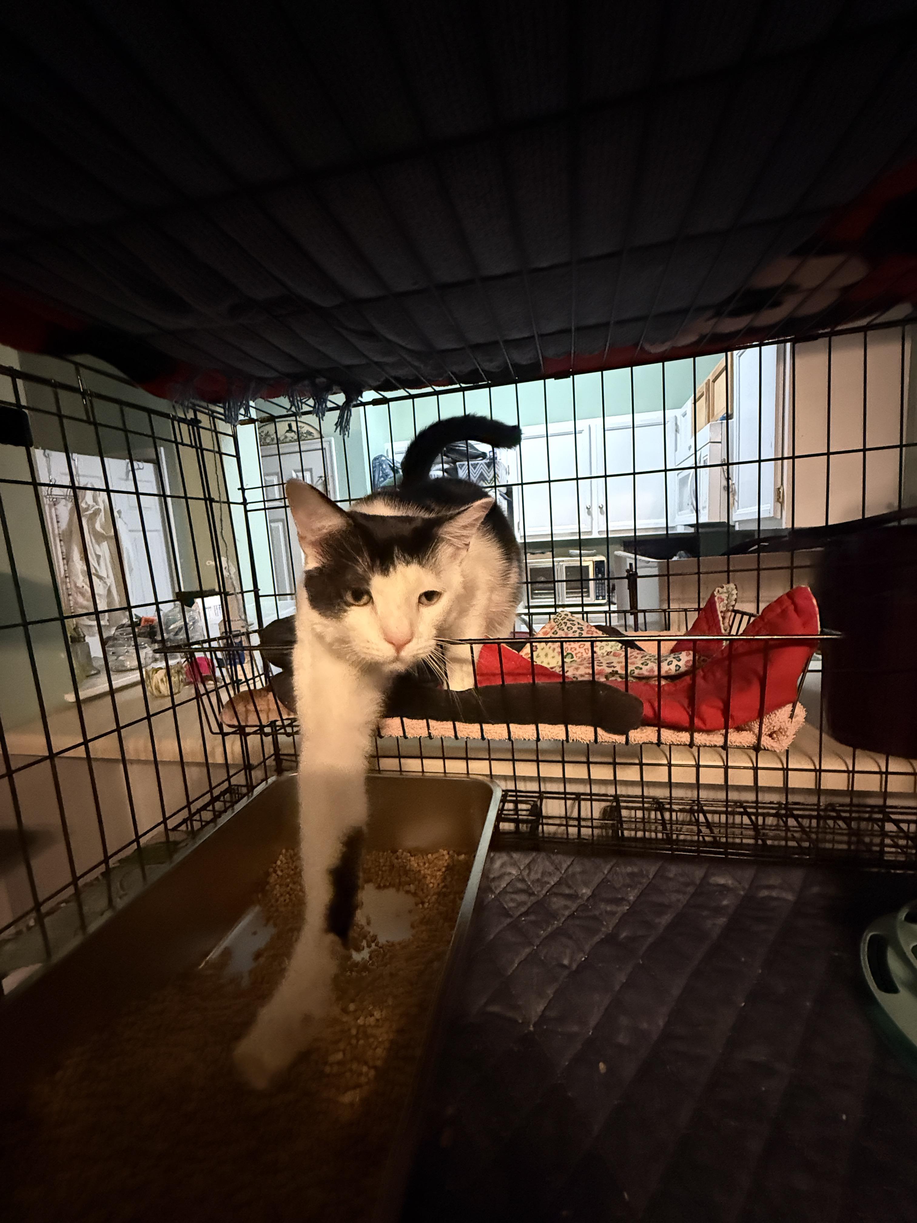 Enlarge Autry, a Adopted Domestic Short Hair in Irmo, SC image 1/6