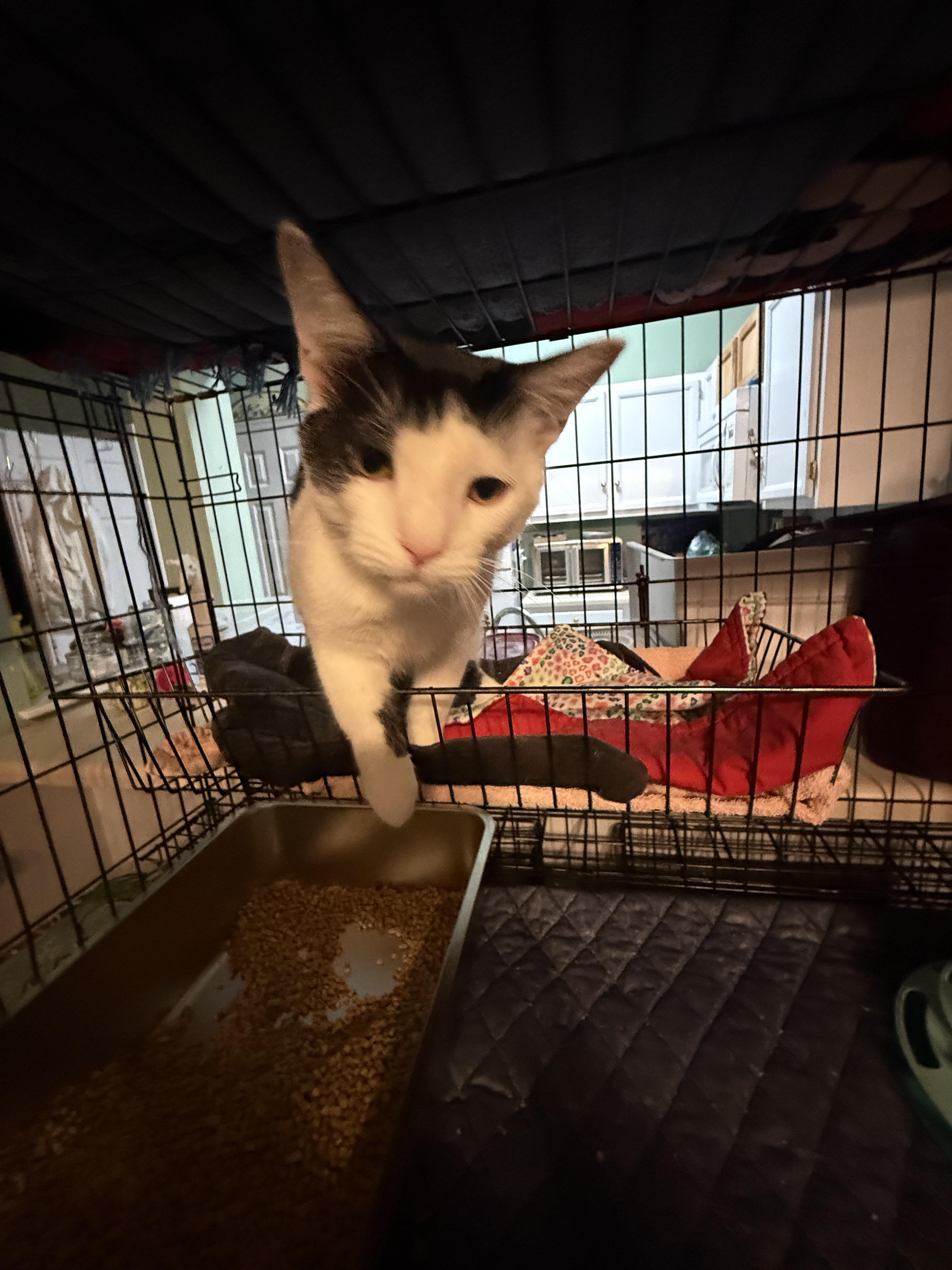 Enlarge Autry, a Adopted Domestic Short Hair in Irmo, SC image 2/6