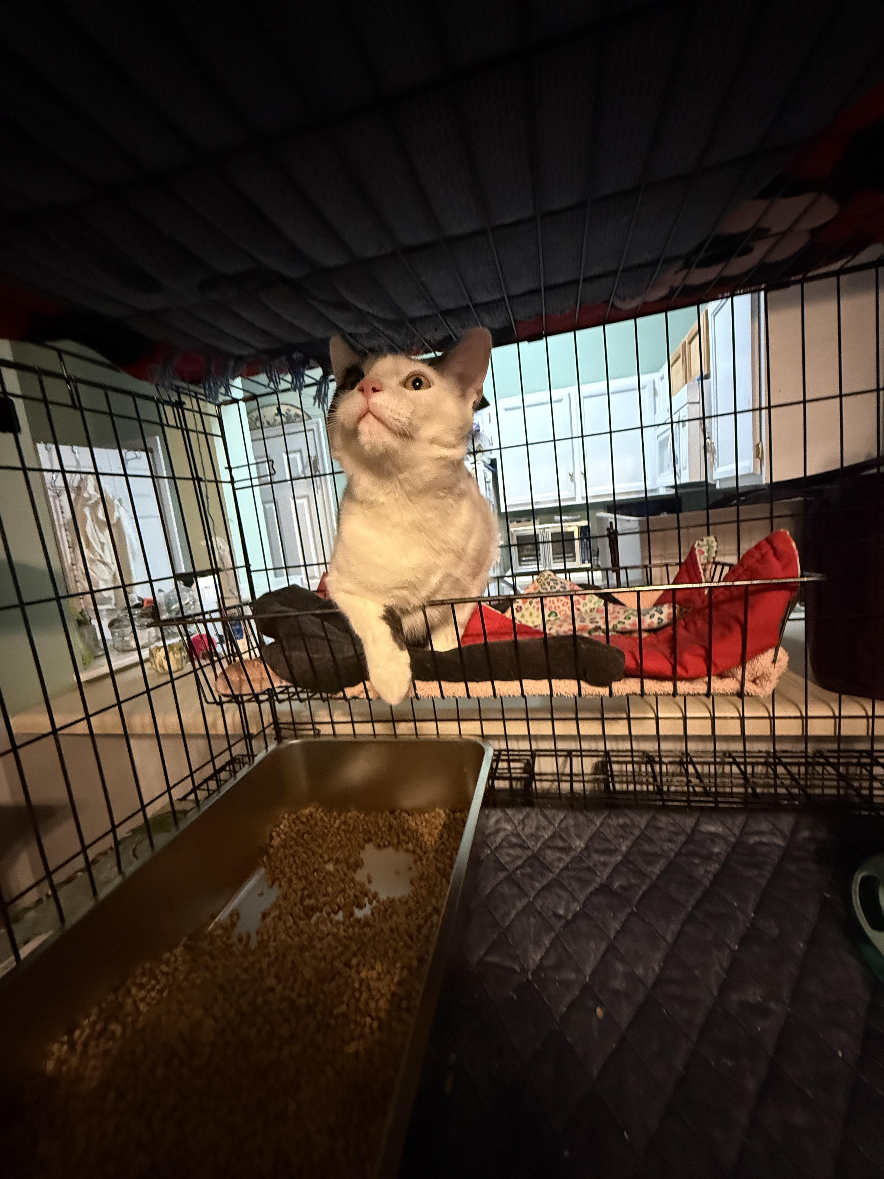 Enlarge Autry, a Adopted Domestic Short Hair in Irmo, SC image 3/6