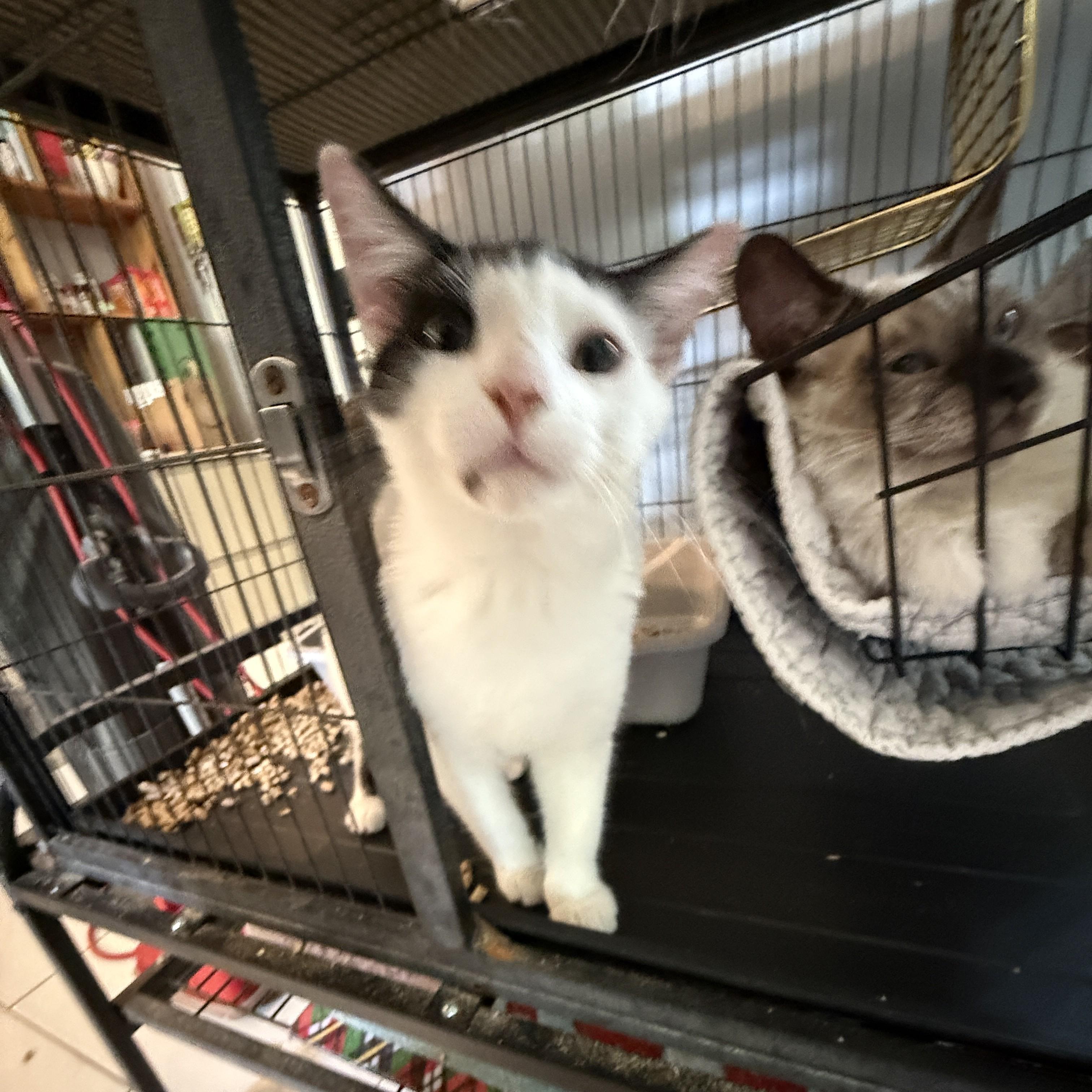 Enlarge Autry, a Adopted Domestic Short Hair in Irmo, SC image 5/6