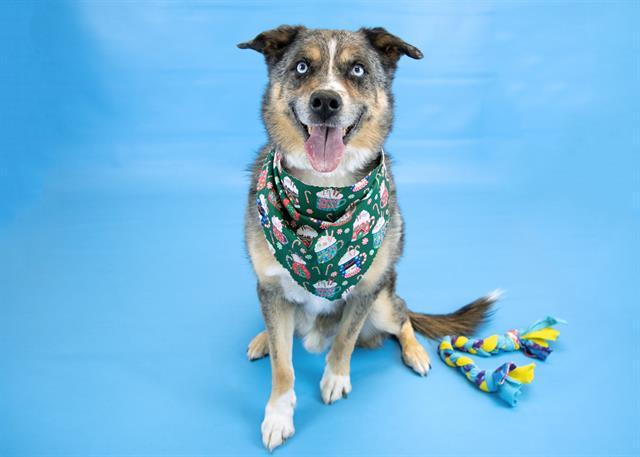 ANDERS, Adoptable, Senior Male Australian Shepherd & Husky.