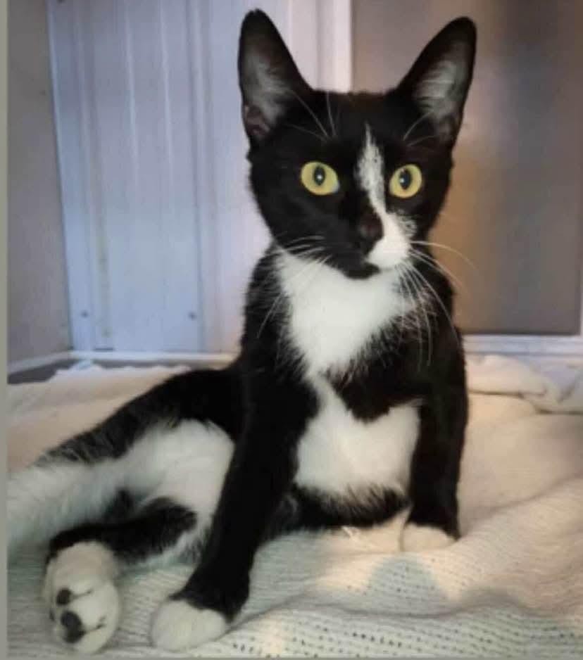 SOCKS, an adoptable Domestic Short Hair in St Francois Xavier, MB, R4L 1A2 | Photo Image 1