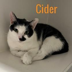 Cider, Adopted, Adult Female Domestic Short Hair.