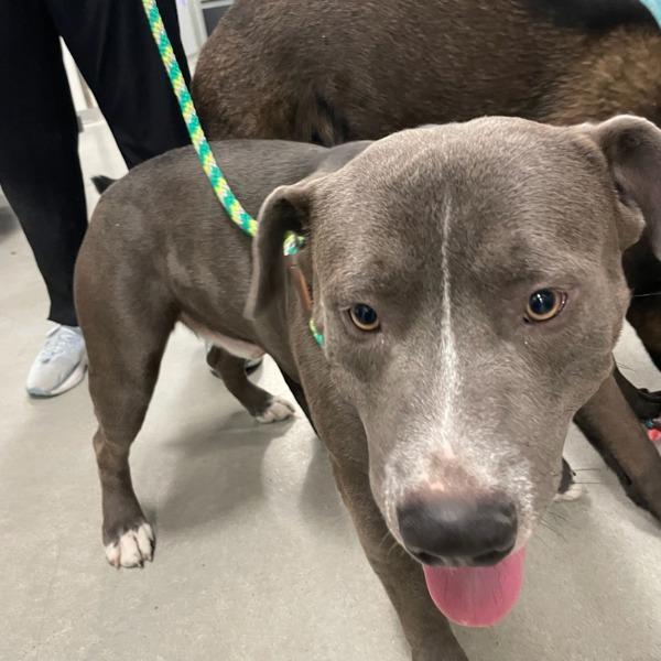 Artemis, Adoptable, Adult Male Terrier.