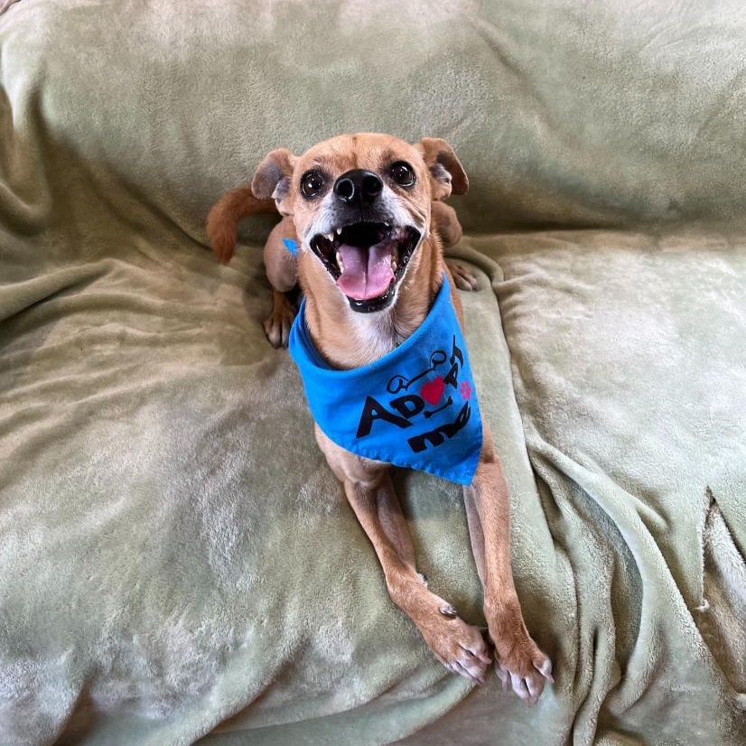 Rascal, Adoptable, Adult Male Chihuahua & Terrier.