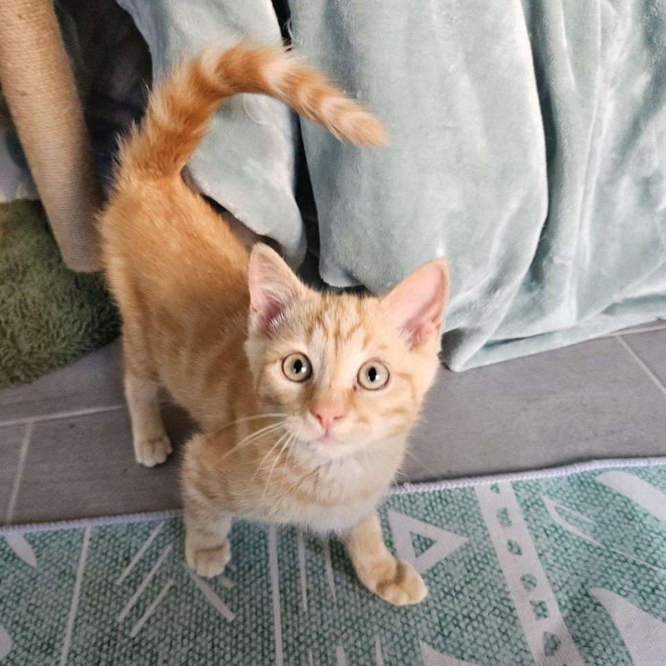 Enlarge Buddy and Leo, an adoptable Domestic Short Hair in Alexandria, VA image 3/4