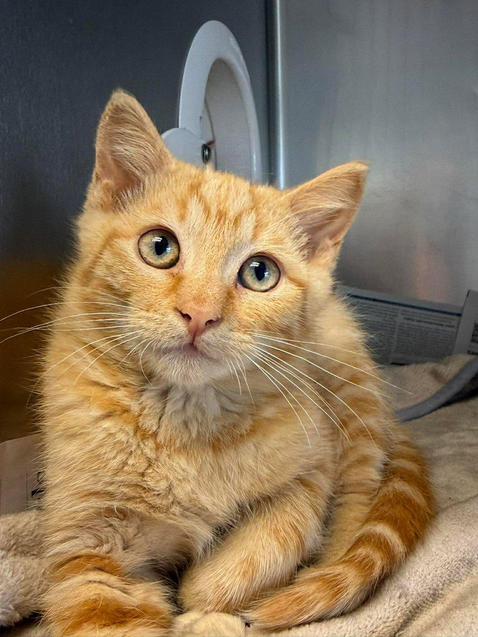 Enlarge Buddy and Leo, an adoptable Domestic Short Hair in Alexandria, VA image 2/4