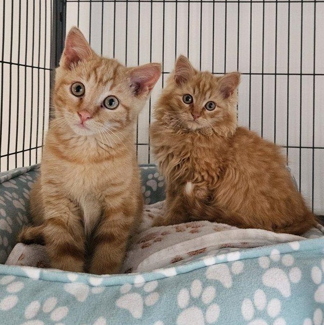 Enlarge Buddy and Leo, an adoptable Domestic Short Hair in Alexandria, VA image 1/4