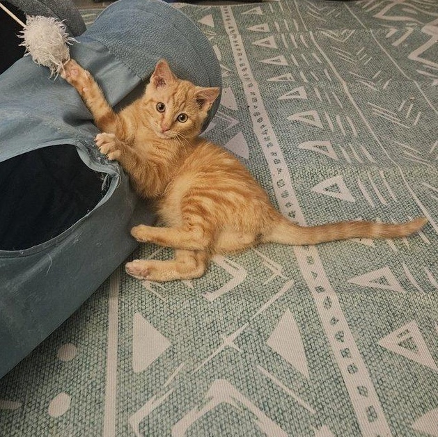 Enlarge Buddy and Leo, an adoptable Domestic Short Hair in Alexandria, VA image 4/4