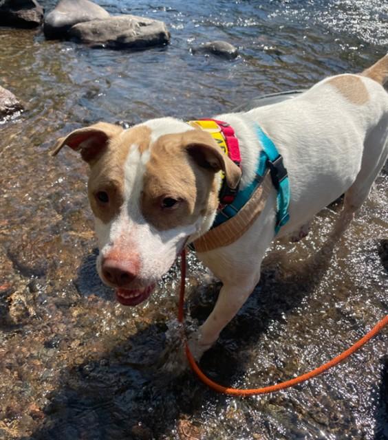 DIESEL, Adoptable, Adult Male Pit Bull Terrier.