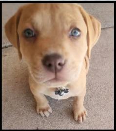 Enlarge Dash, a Adoptable mixed breed in Mesa, AZ image 1/1