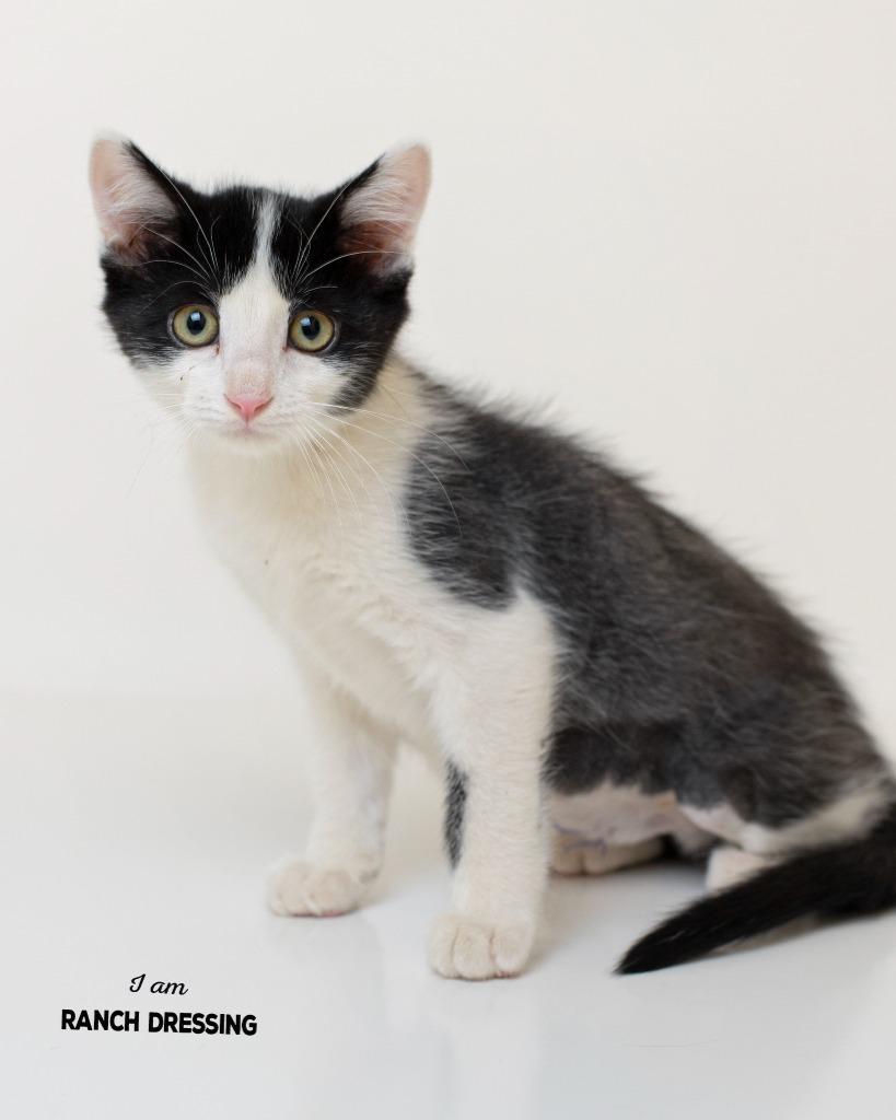 Ranch Dressing, Adoptable, Kitten Female Domestic Short Hair.