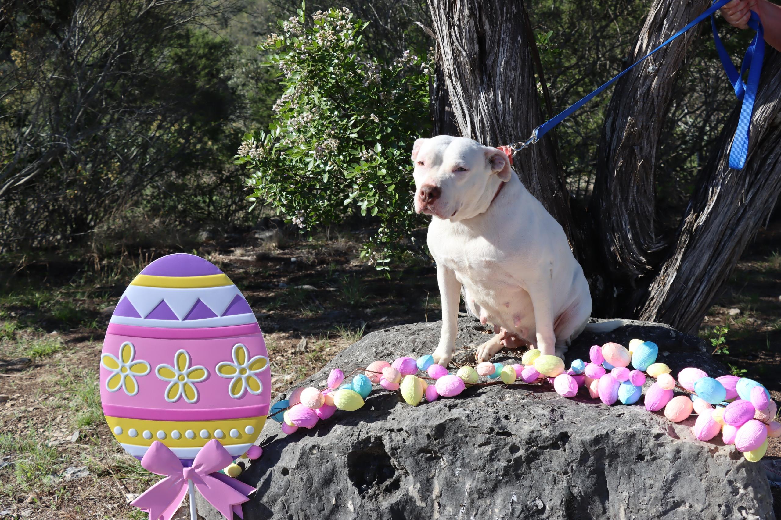 Enlarge Doja, a Adoptable American Staffordshire Terrier in Omaha , NE image 2/6