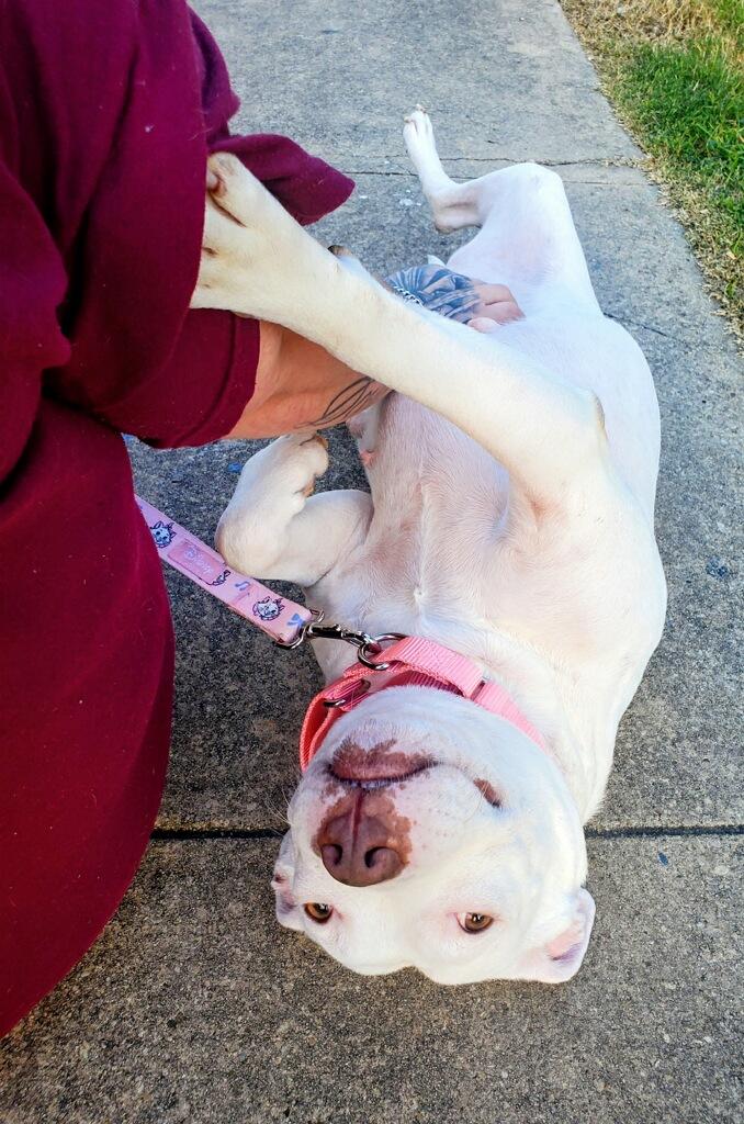 Enlarge Doja, a Adoptable American Staffordshire Terrier in Omaha , NE image 6/6