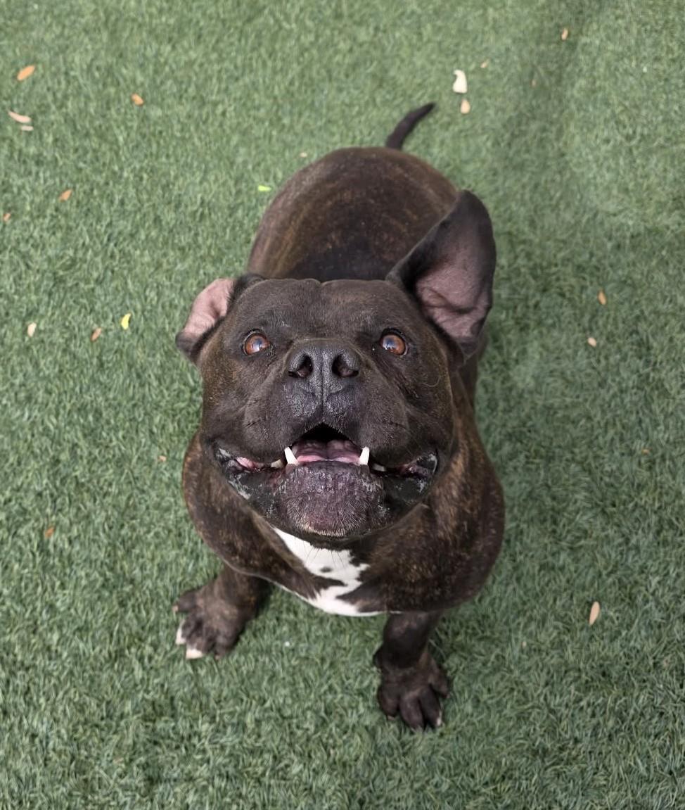 Meatloaf, Adoptable, Adult Male American Staffordshire Terrier & English Bulldog.