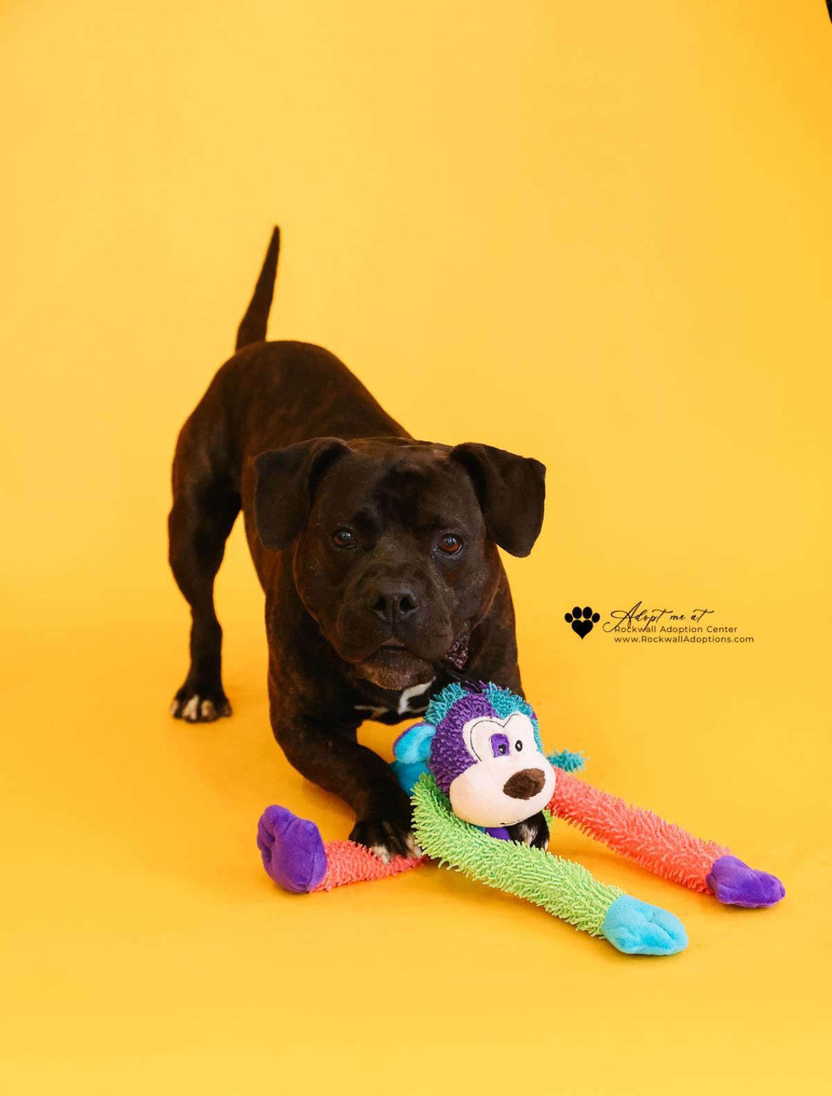 Meatloaf, a Adoptable mixed breed in Rockwall, TX image 2/3