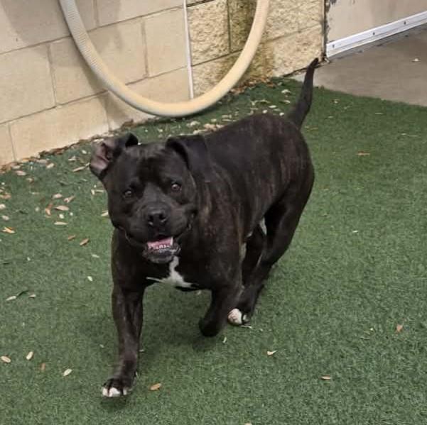 Meatloaf, a Adoptable mixed breed in Rockwall, TX image 3/3
