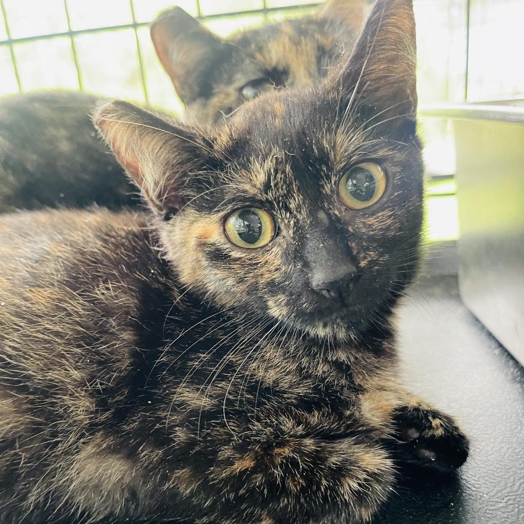 Bella, Adoptable, Kitten Female Domestic Short Hair.
