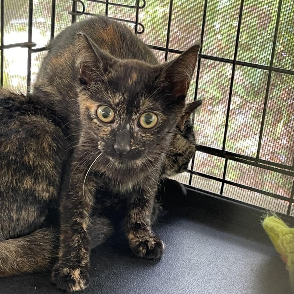 Enlarge Bella, a Adoptable Domestic Short Hair in Pahoa, HI image 2/3