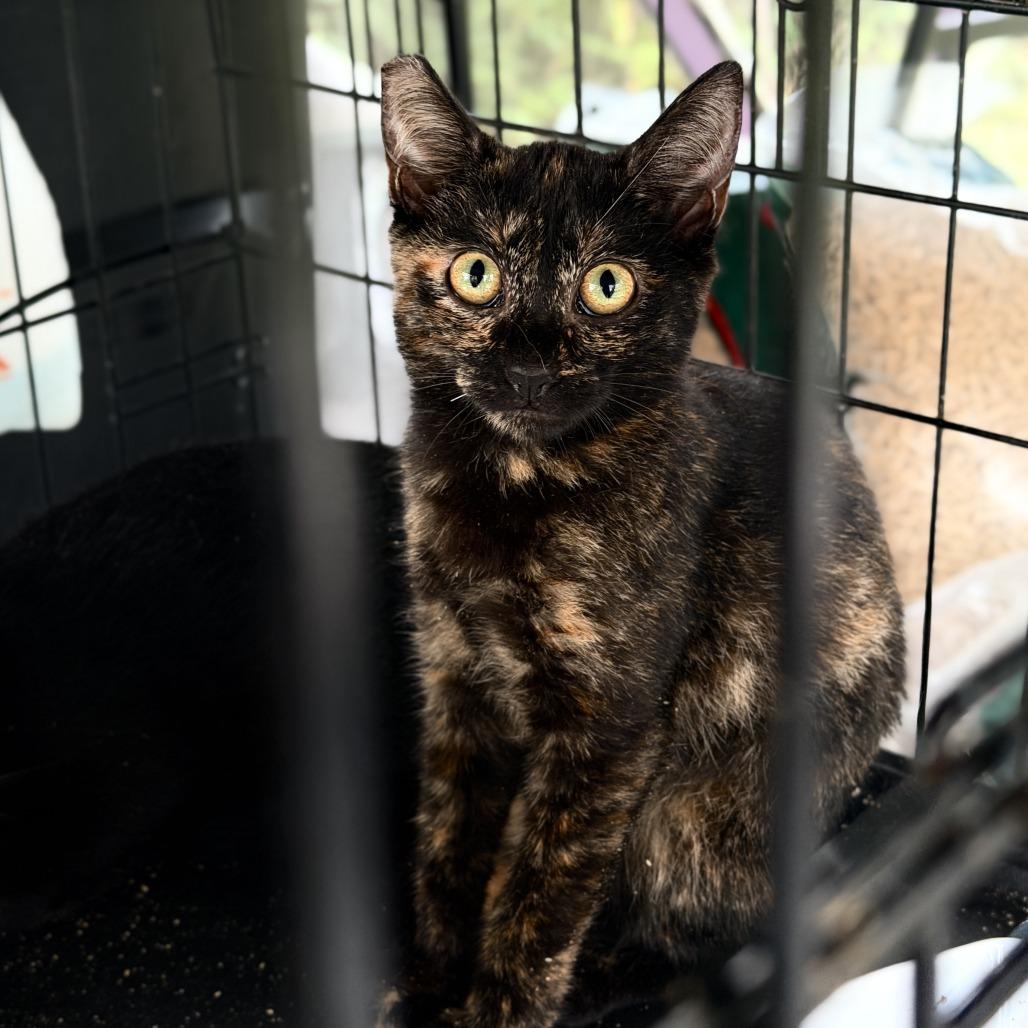 Enlarge Bella, a Adoptable Domestic Short Hair in Pahoa, HI image 3/3