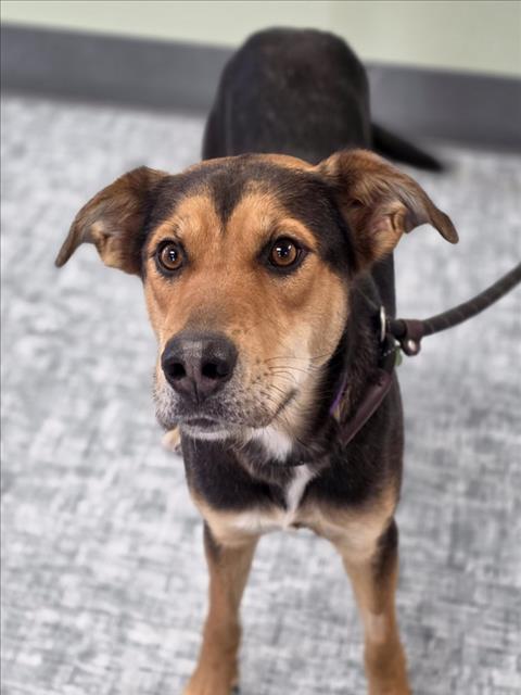 SCOUT, Adoptable, Young Female Siberian Husky & Mixed Breed.
