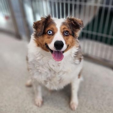 Enlarge Mochi, a ADOPTABLE Australian Shepherd in Cooperstown, NY image 3/6