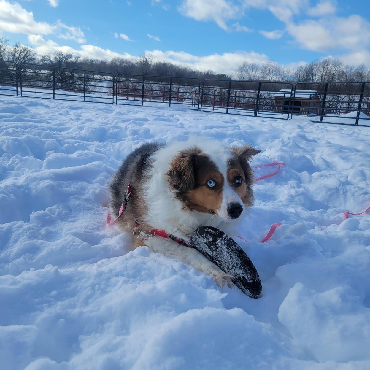 Enlarge Mochi, a ADOPTABLE Australian Shepherd in Cooperstown, NY image 5/6