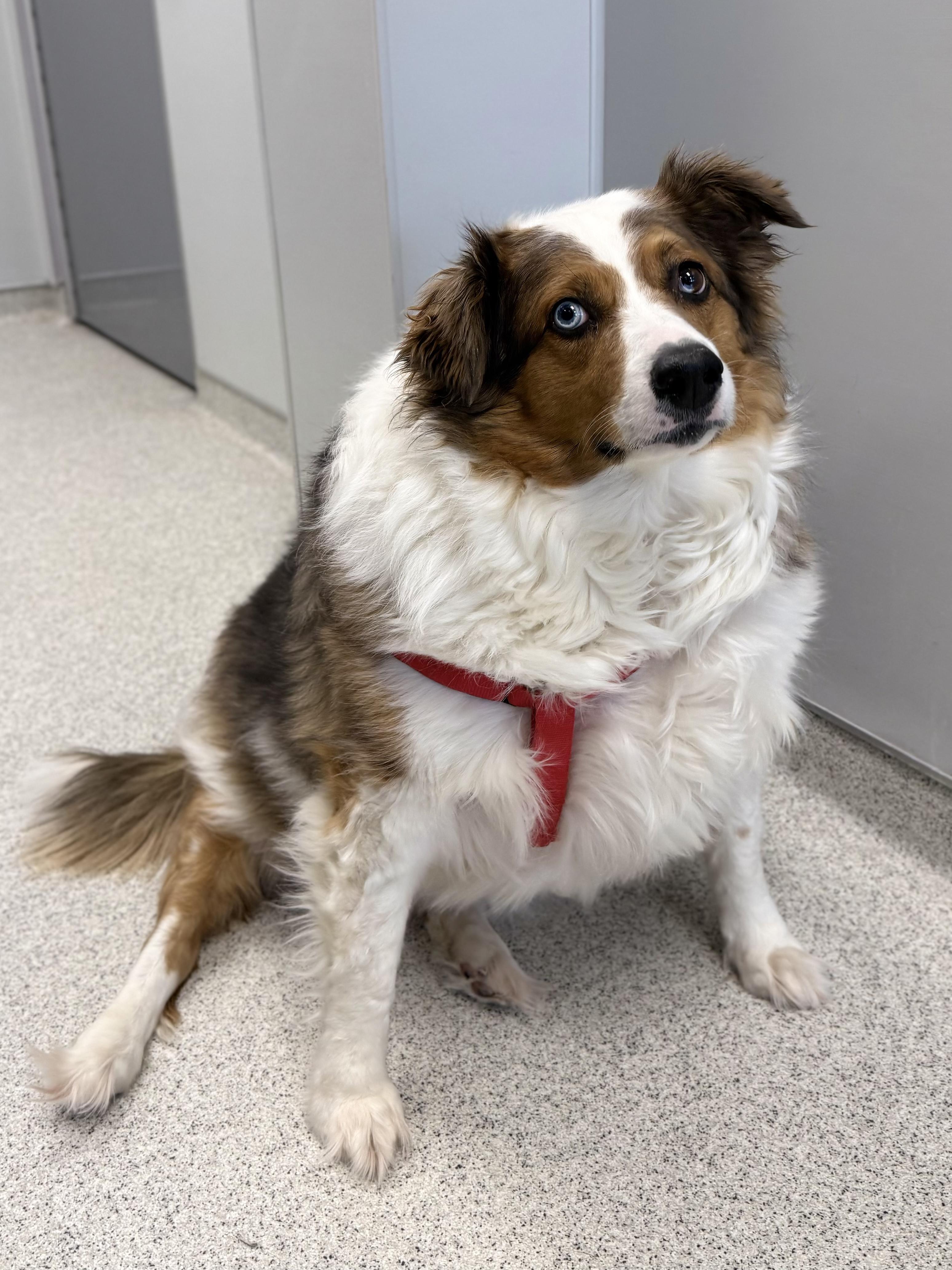 Enlarge Mochi, a ADOPTABLE Australian Shepherd in Cooperstown, NY image 6/6