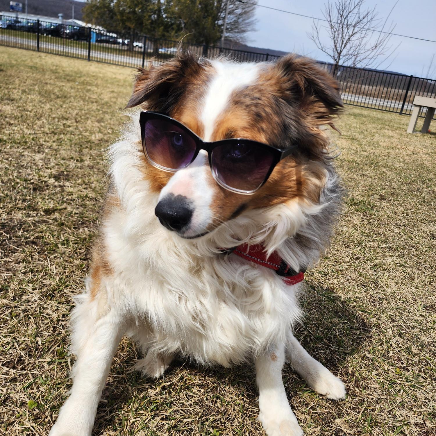 Enlarge Mochi, a ADOPTABLE Australian Shepherd in Cooperstown, NY image 2/6