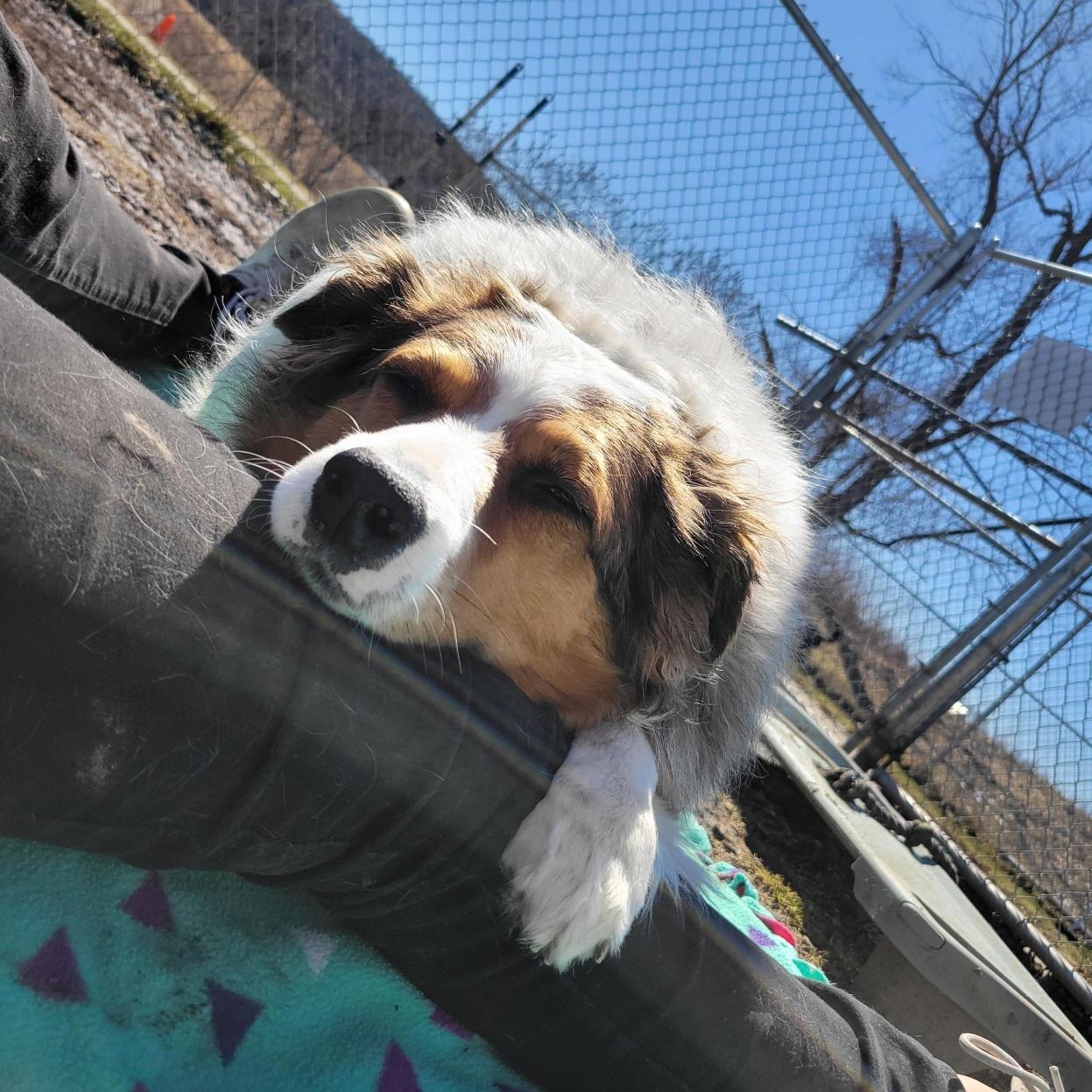 Enlarge Mochi, a ADOPTABLE Australian Shepherd in Cooperstown, NY image 4/6
