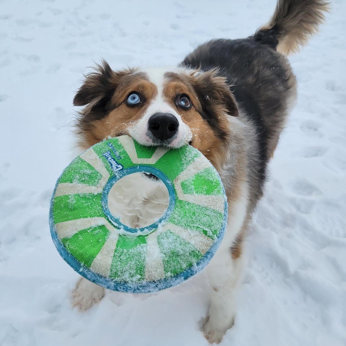 Enlarge Mochi, a ADOPTABLE Australian Shepherd in Cooperstown, NY image 1/6