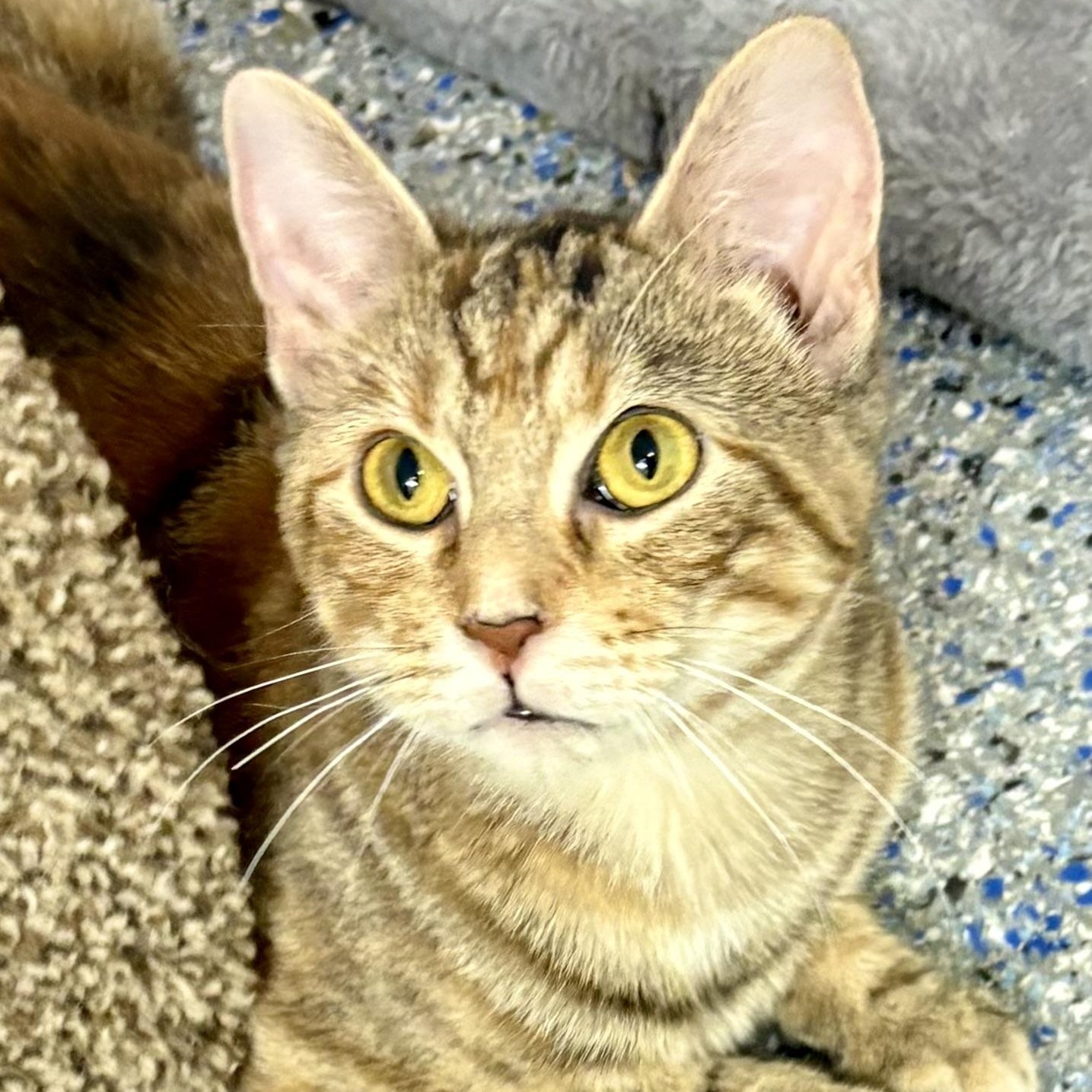 Marigold, a Adoptable mixed breed in Charles City, IA image 2/5