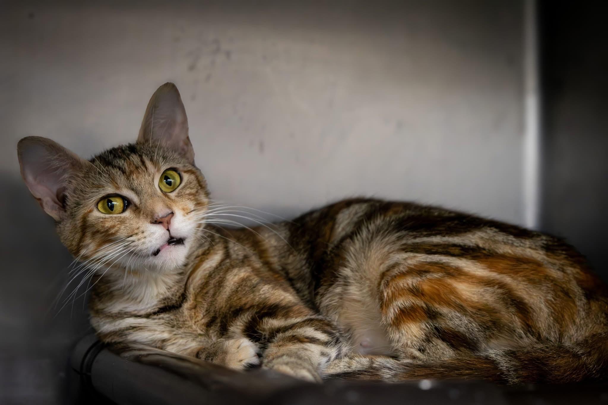 Marigold, a Adoptable mixed breed in Charles City, IA image 3/5