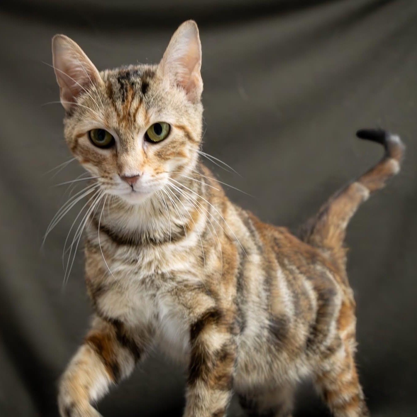 Marigold, a Adoptable mixed breed in Charles City, IA image 4/5