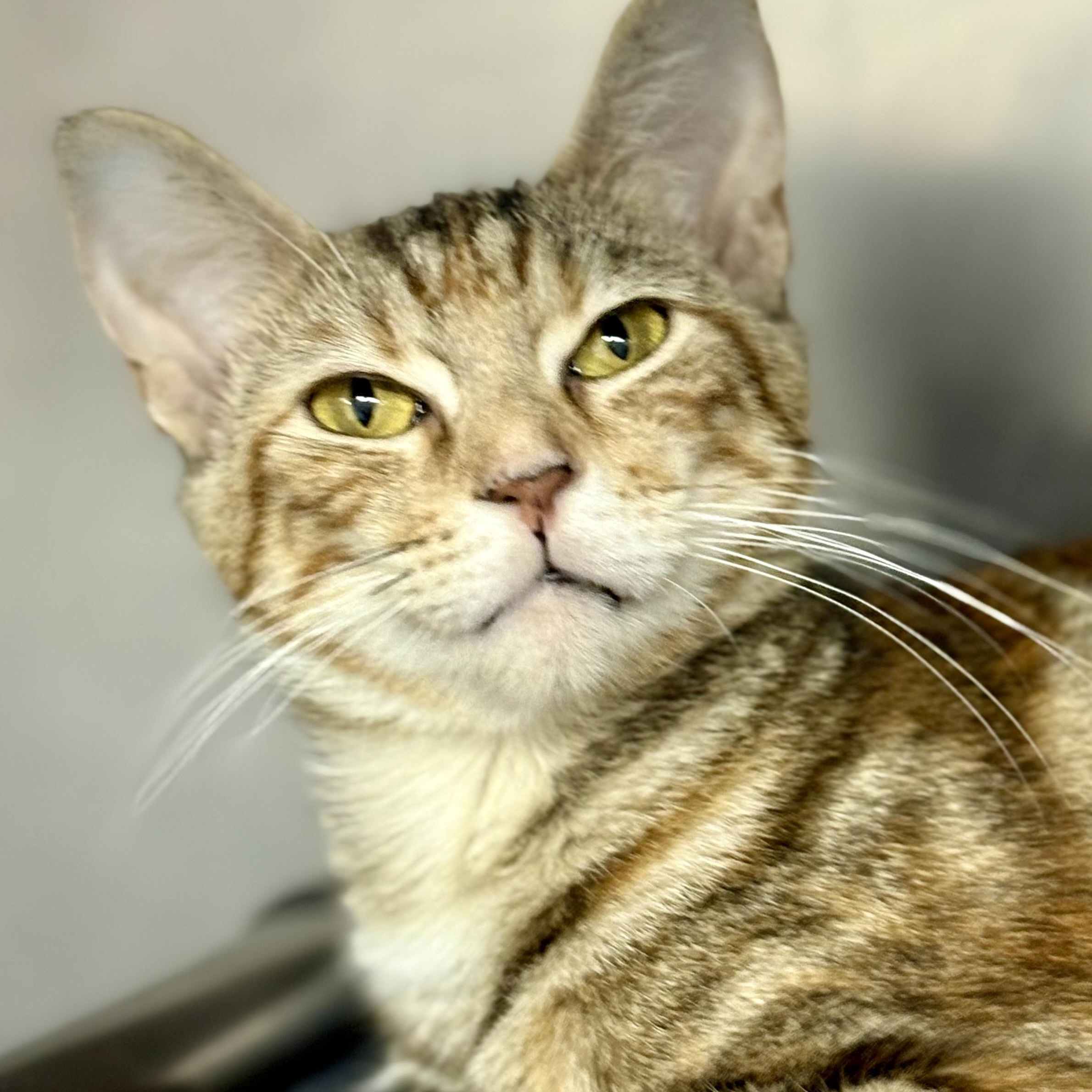 Marigold, a Adoptable mixed breed in Charles City, IA image 1/5