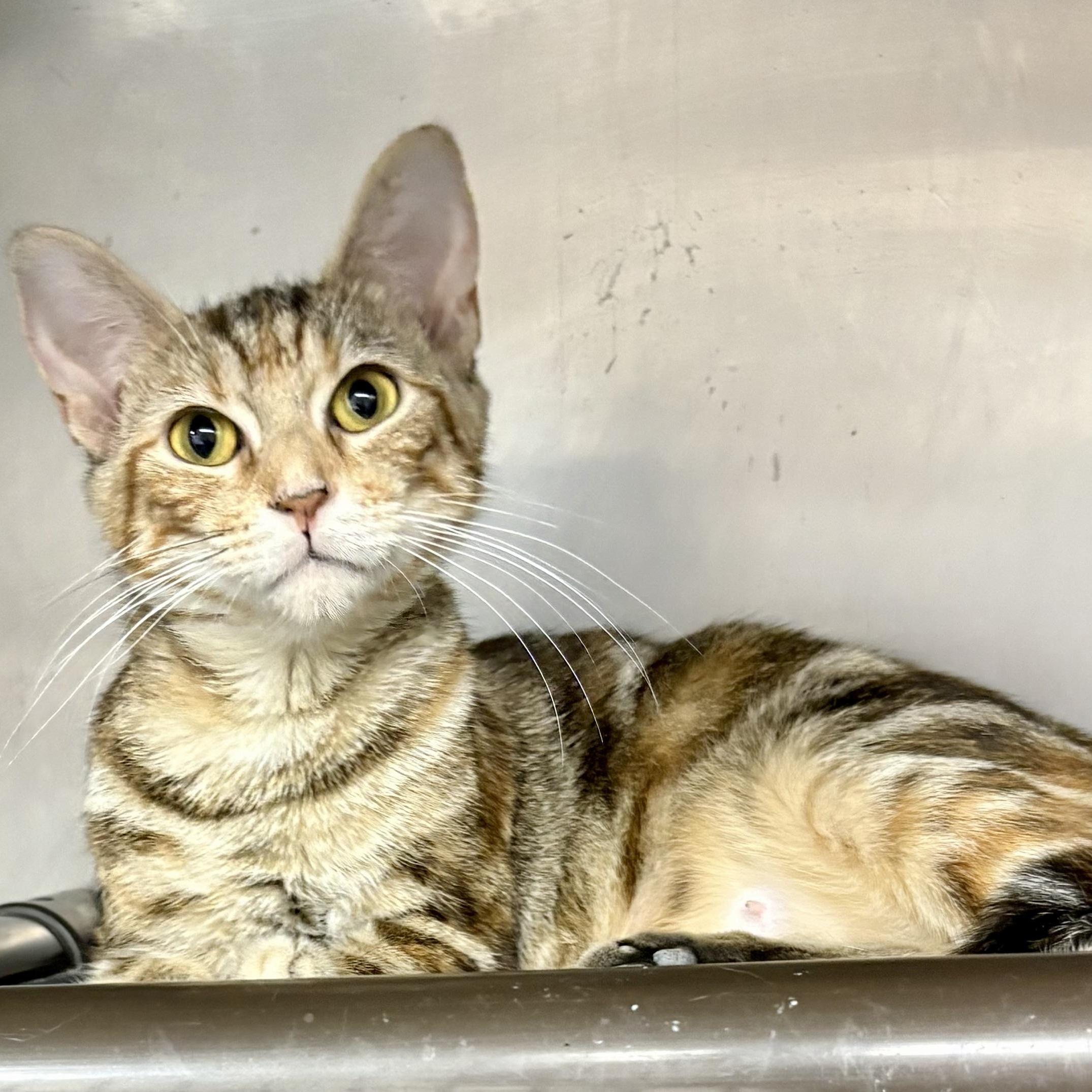 Marigold, a Adoptable mixed breed in Charles City, IA image 5/5