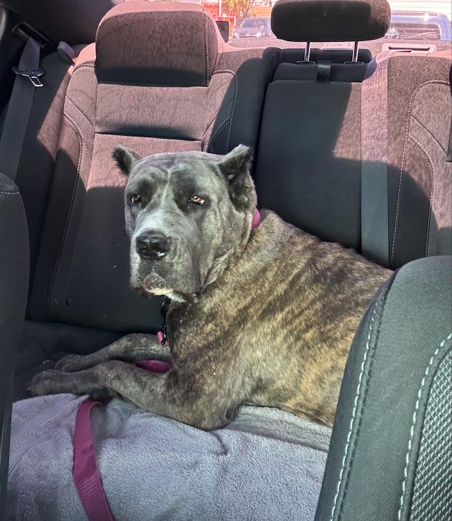 Bellatrix, a Adoptable Cane Corso in Glendale, AZ image 1/3